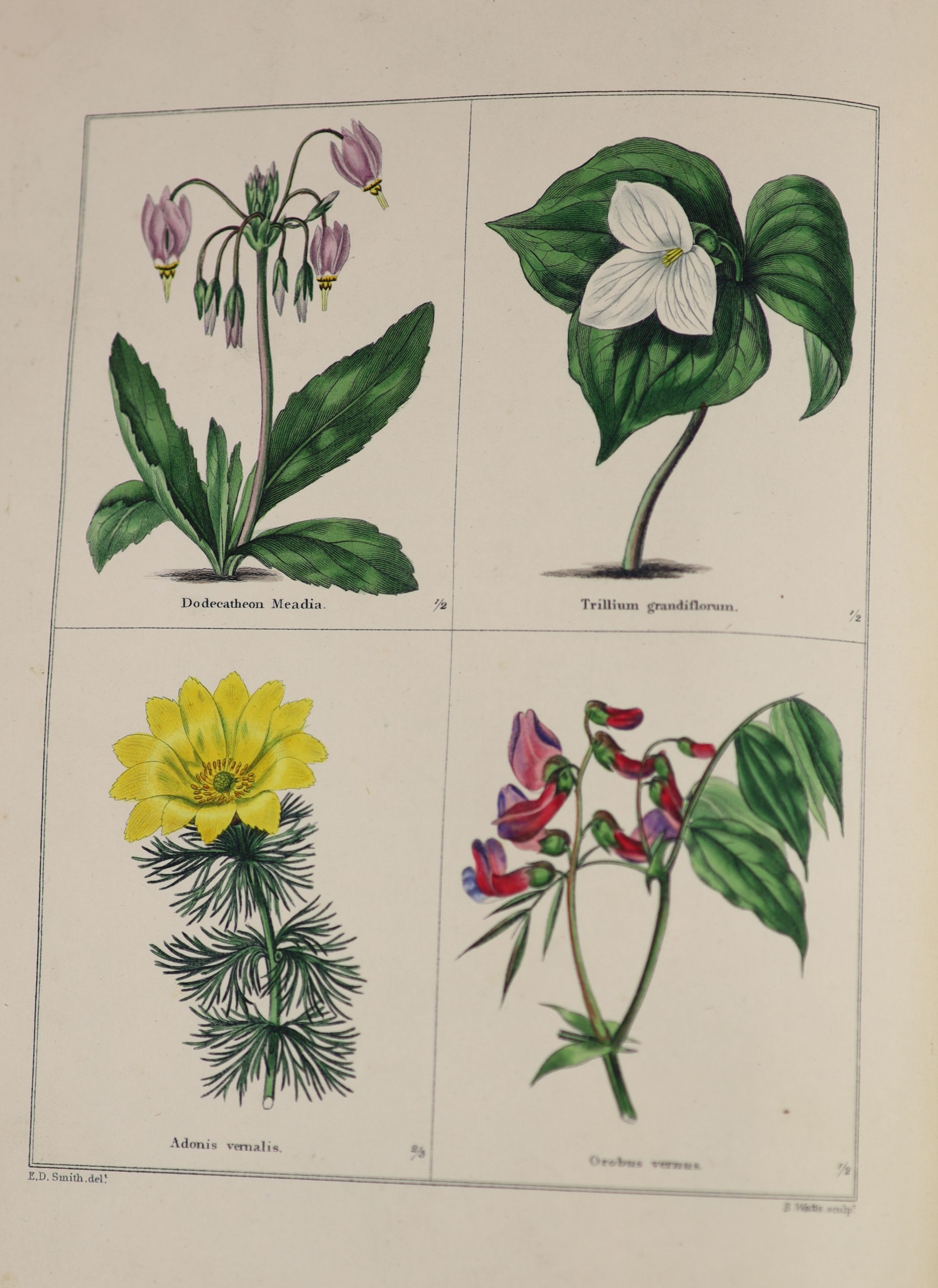 Botanic.... - Maund, Benjamin (editor) - The Botanic Garden, vols 1-21, in 13, qto, contemporary green morocco gilt, water stained and spotted throughout, London, 1825 - [51]